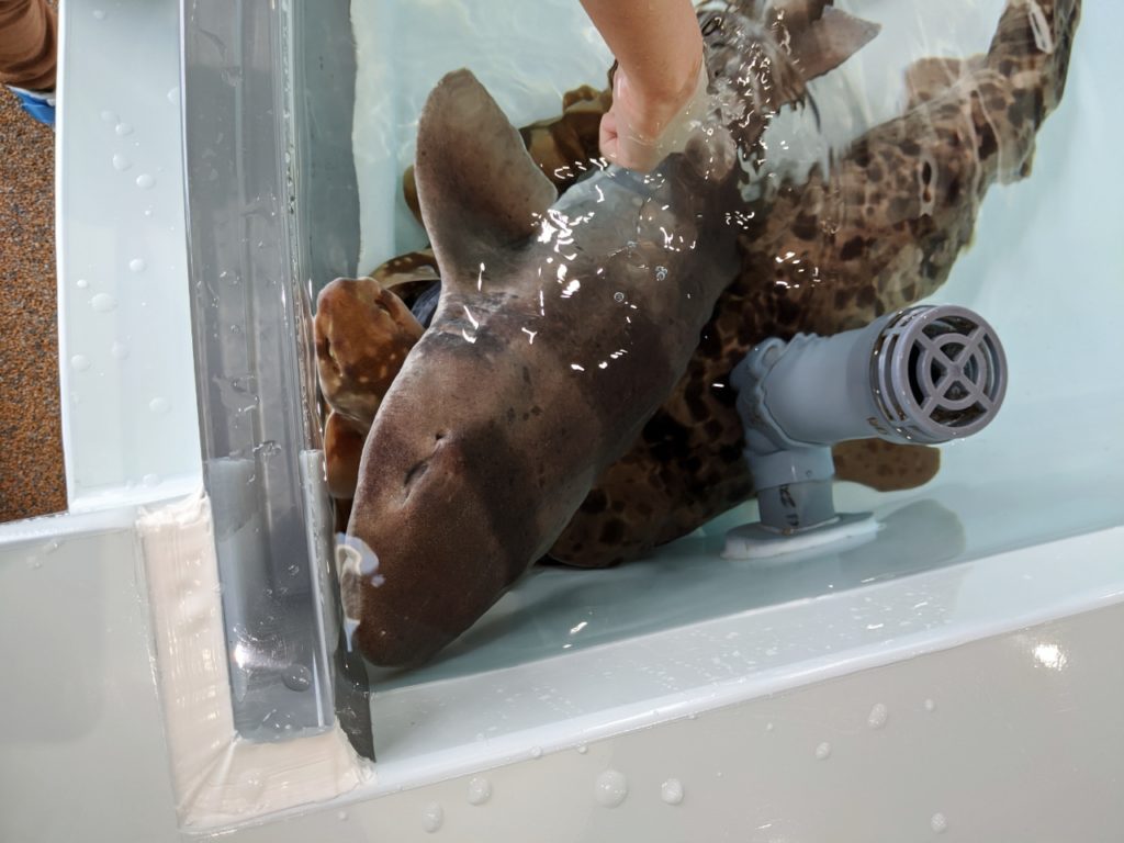 サメ日本一 大洗水族館の見どころ５つと注意点４つ ユノタロウのブログ