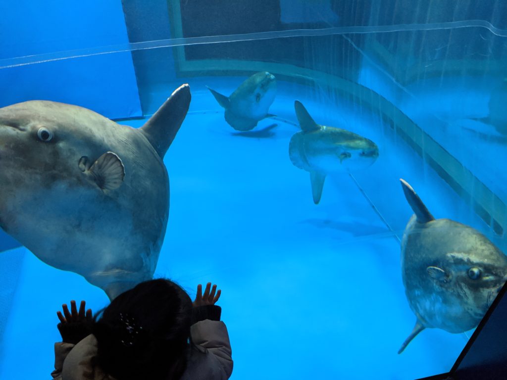 サメ日本一 大洗水族館の見どころ５つと注意点４つ ユノタロウのブログ